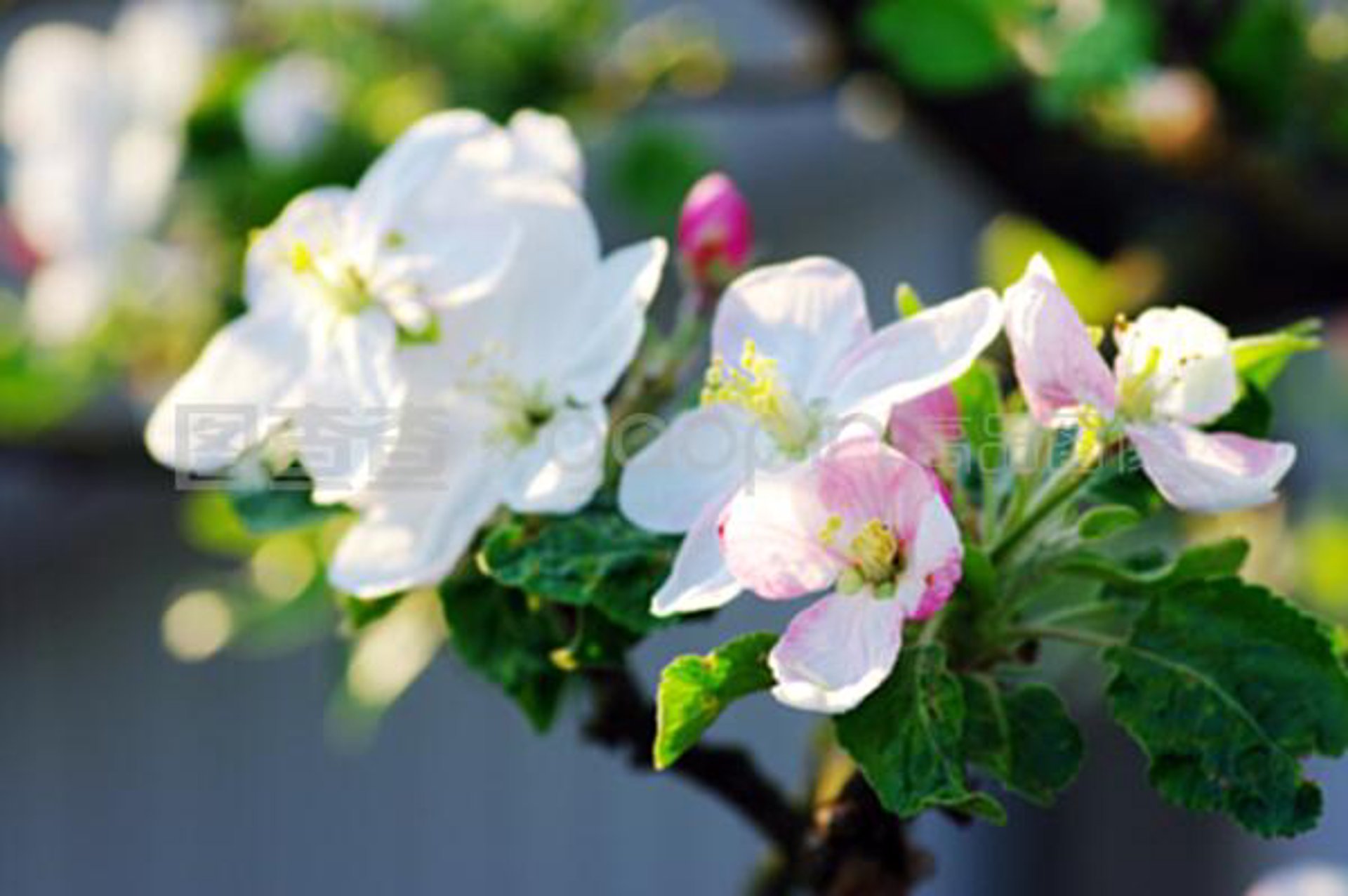 芳香苹果服务